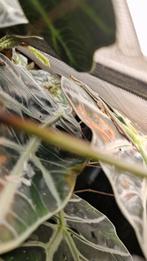 Phelsuma Klemmeri, Dieren en Toebehoren, Hagedis