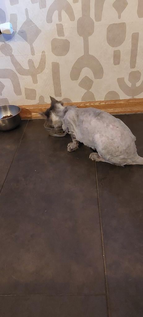 Vermist, Dieren en Toebehoren, Vermiste en Gevonden Dieren