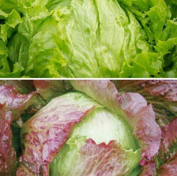 IJsbergsla zaden, Verzenden, Zaad