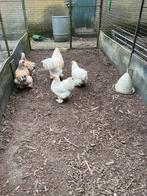Bramas zalm wit  broed eiren, Dieren en Toebehoren, Meerdere dieren, Kip