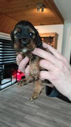 Cocker spaniël pups., 8 tot 15 weken, Parvo, Meerdere, Meerdere dieren