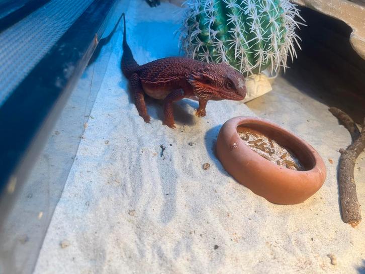 Baardagaam red monster Bearded Dragon - male for sale from wim
