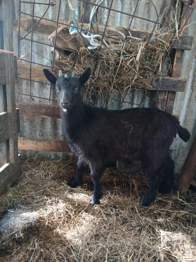 Nog 2 lammetjes Geit te koop, Vrouwelijk, Geit, 0 tot 2 jaar