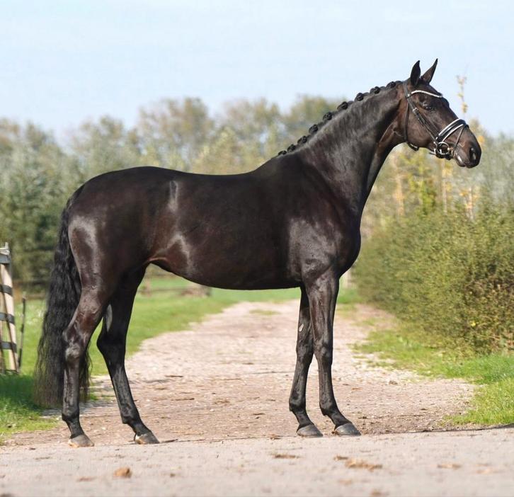 Prachtige 5 jarige merrie te koop!, Dieren en Toebehoren, Paarden, Merrie, Dressuurpaard