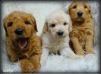 Labradoodle F4 pups medium, Dieren en Toebehoren, Nederland, Parvo, Overige rassen, 8 tot 15 weken