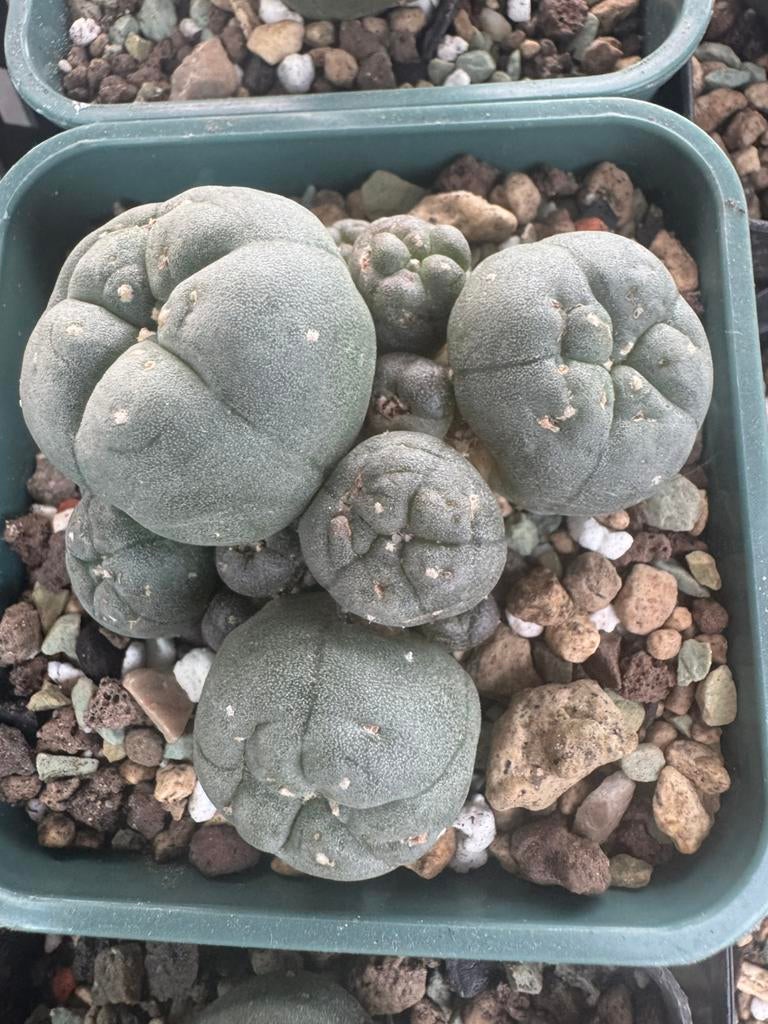 Lophophora, Tuin en Terras, Ophalen of Verzenden, Eenjarig, Overige soorten, Volle zon