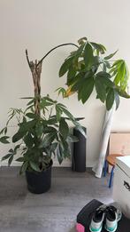 Pachira plant Hoogte 1,60m, Ophalen, Halfschaduw, Minder dan 100 cm