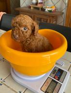 Rednose toypoedel reutje, Poedel, Fokker | Hobbymatig, 15 weken tot 1 jaar, Reu