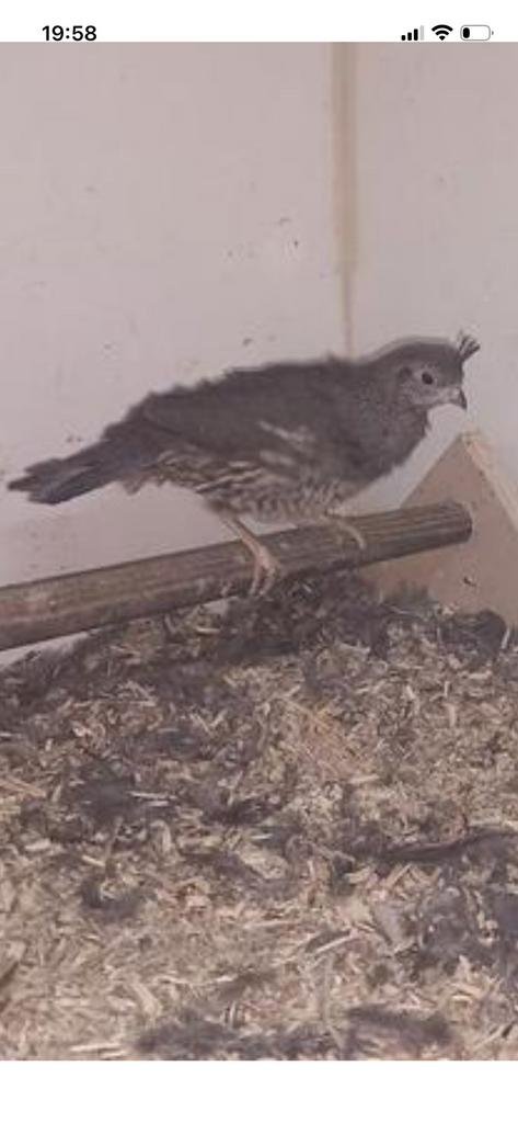 GEZOCHT.  4 hennen californische kuifkwartel, Vrouwelijk, Overige soorten