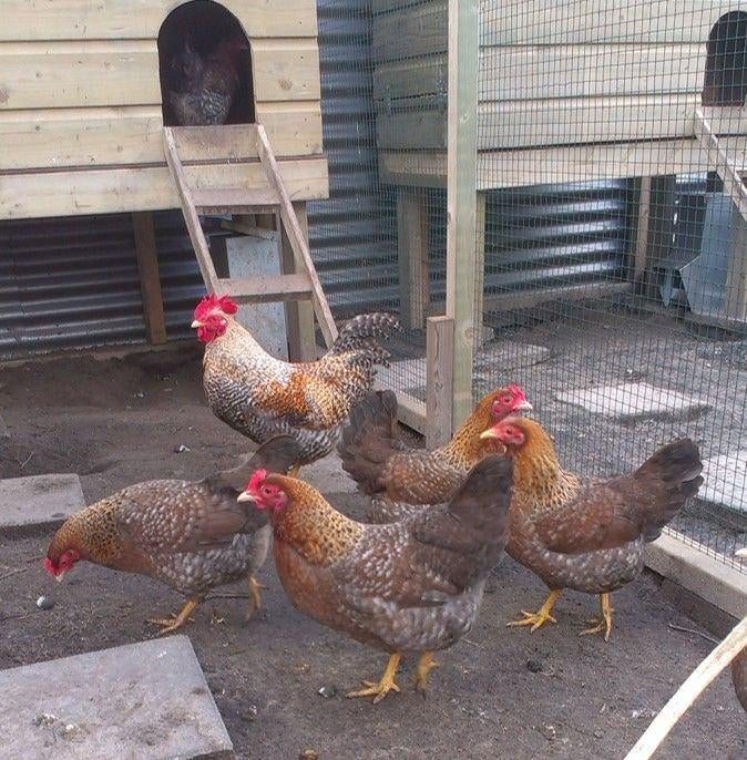 Broedeieren Bielevelder kriel, Dieren en Toebehoren, Geslacht onbekend, Kip