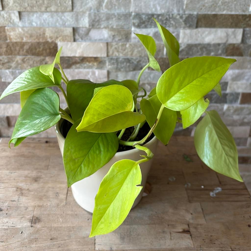 Scindapsus golden pennatum in pot, Overige soorten, In pot, Minder dan 100 cm, Groene kamerplant