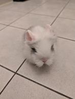 Lief mannetjes konijn 6 weken oud, Dieren en Toebehoren, Konijnen, Mannelijk, Dwerg
