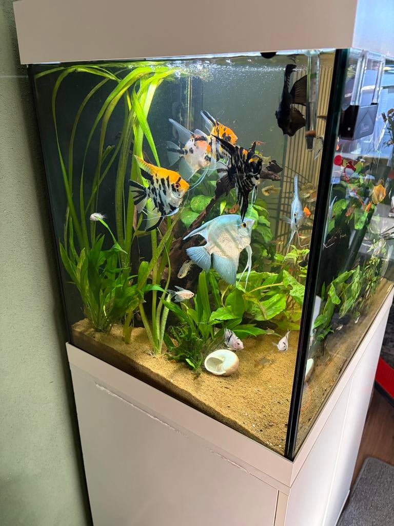 Aquarium, Dieren en Toebehoren, Vissen | Aquaria en Toebehoren, Ophalen of Verzenden, Zo goed als nieuw, Gevuld zoetwateraquarium