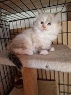 Siberische Neva Masquerade kitten met stamboom, Poezen., Dieren en Toebehoren, Katten en Kittens | Raskatten | Langhaar, Poes