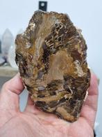 Plak van versteend hout, Ophalen of Verzenden, Mineraal