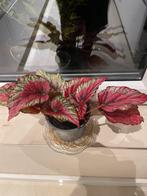 Kamerplant begonia, Ophalen of Verzenden, Halfschaduw, Minder dan 100 cm