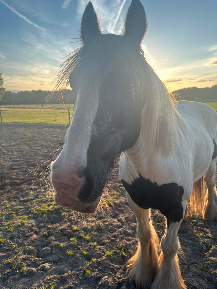 DRINGEND STALLING GEZOCHT OMG BREDA/DORDRECHT, Dieren en Toebehoren, Stalling en Weidegang, Stalling, Weidegang, 1 paard of pony