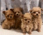 Pomeriaan x Toy Poedel Pomapoo Puppy’s, Particulier, Overige rassen, 8 tot 15 weken, Buitenland
