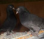 Turkse Takla duiven koppel, Dieren en Toebehoren, Vogels | Duiven, Meerdere dieren, Overige soorten