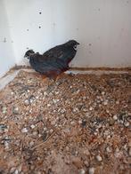 Chinese dwergkwartels, Meerdere dieren, Tropenvogel
