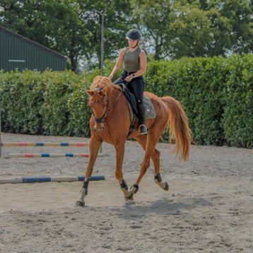 Bijrijder/zadelmak/doorrijden ruiter aangeboden. beschikbaar voor biedingen