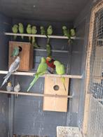Halsbandparkiet, Dieren en Toebehoren, Vogels | Parkieten en Papegaaien, Geslacht onbekend, Parkiet, Geringd