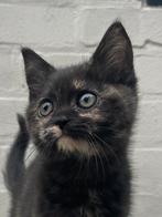 Brits kortaar kitten X, Poes, Ontwormd, 6 jaar of ouder