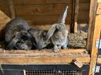 Mooie franse hangooren, Dieren en Toebehoren, Konijnen, Mannelijk, Groot, Hangoor, 0 tot 2 jaar
