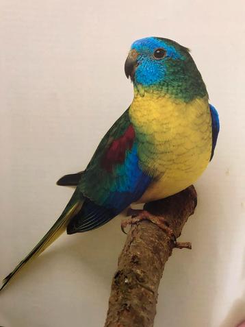 Turquoisine  vogels beschikbaar voor biedingen