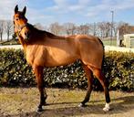 4-jarige merrie voor springsport of eventing, Merrie, Springpaard, Met stamboom, Niet van toepassing