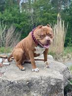Xxl american bully, Dieren en Toebehoren, Honden | Niet-rashonden, Parvo, Particulier, Reu, Buitenland