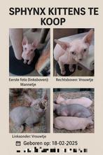 Sphynx Kittens Te Koop (zie informatie hier onder), Meerdere dieren, Ontwormd, 0 tot 2 jaar