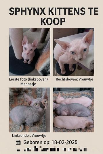 Sphynx Kittens Te Koop (zie informatie hier onder) beschikbaar voor biedingen