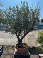 Grote vertakte olijfboom, Tuin en Terras, Planten | Bomen, 100 tot 250 cm, Olijfboom, Zomer, Ophalen