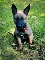 mechelaar, Dieren en Toebehoren, Honden | Herdershonden en Veedrijvers, België, Fokker | Hobbymatig, Rabiës (hondsdolheid), 8 tot 15 weken