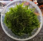 Mos voor aquarium, Ophalen of Verzenden, Gebruikt, Plant(en), Steen of Hout