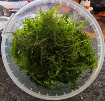 Mos voor aquarium  beschikbaar voor biedingen