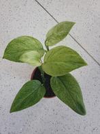 Scindapsus Treubii Mint, Huis en Inrichting, Kamerplanten, Overige soorten, Minder dan 100 cm, Ophalen of Verzenden, Halfschaduw