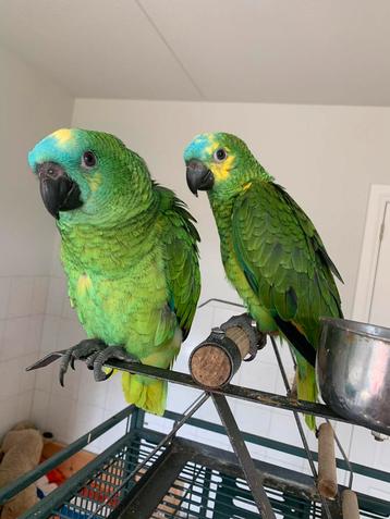 Jonge tamme blauwvoorhoofd amazone papagaai te koop. beschikbaar voor biedingen