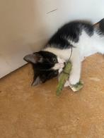 Lieve katers kittens, Dieren en Toebehoren, Kater, Kortharig, 0 tot 2 jaar