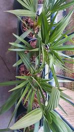 Winterharde palmen Chamaerops Humilis 55cm met pot, Tuin en Terras, Planten | Tuinplanten, Volle zon, Vaste plant, Bloeit niet