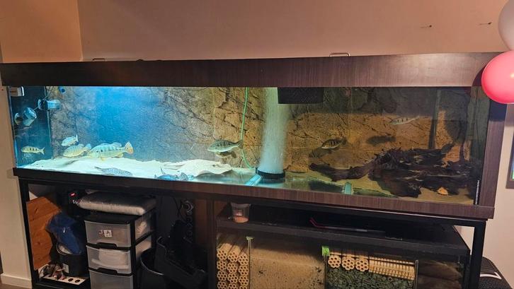 Groot aquarium compleet met bioloog gevuld., Dieren en Toebehoren, Vissen | Aquaria en Toebehoren, Gevuld zoetwateraquarium, Ophalen