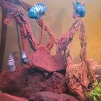 Cichlide tekoop, Vis