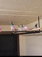 Pakistaanse hoogvliegers