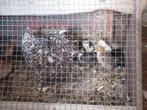 Kip met 9 kuikentjes te koop., Dieren en Toebehoren, Meerdere dieren, Kip