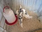 Bonte Leghorn hennen te koop., Dieren en Toebehoren, Pluimvee, Vrouwelijk, Kip
