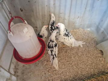 Bonte Leghorn hennen te koop. beschikbaar voor biedingen