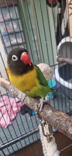Agaponis/lovebird, Meerdere dieren, Dwergpapegaai of Agapornis, Tam