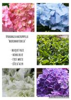 Hydrangea, boerenhortensia, pluimhortensia, Annabelle, Tuin en Terras, Planten | Tuinplanten, Halfschaduw, Zomer, Ophalen of Verzenden