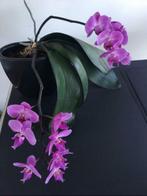 Vintage vaas donkerantraciet ovale bloempot planten, Tuin en Terras, Bloempotten, Rond, Binnen, Ophalen of Verzenden, Zo goed als nieuw